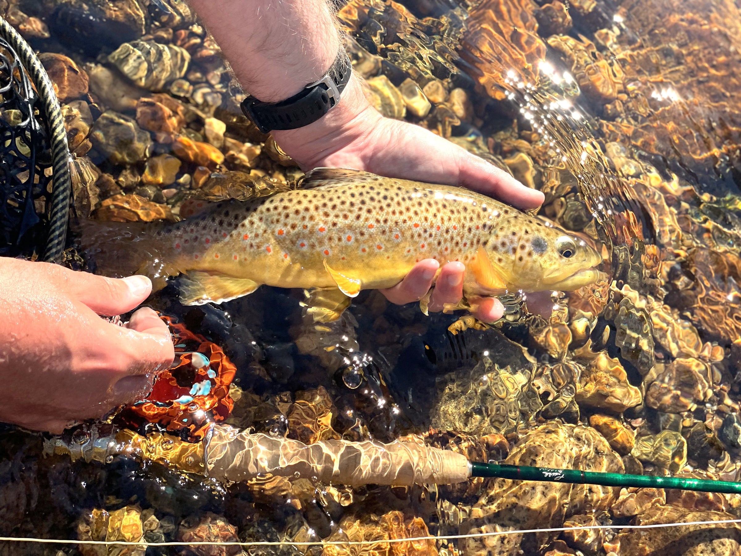 Laramie River Nymphs