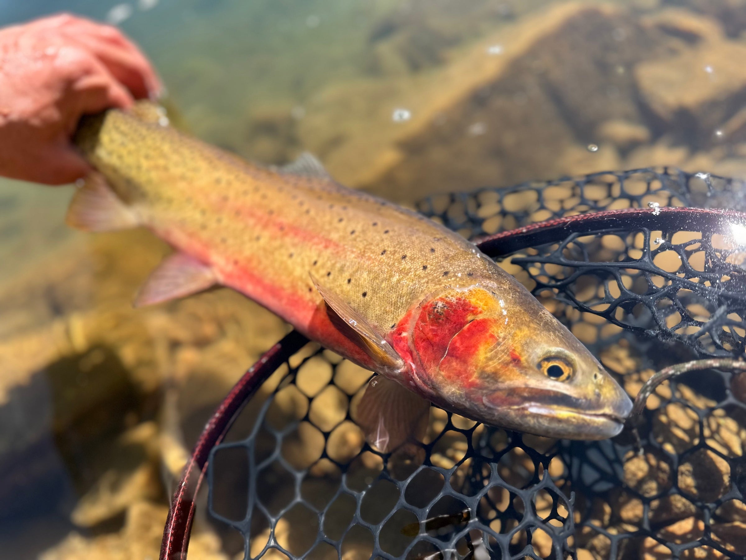 cutthroat trout in net