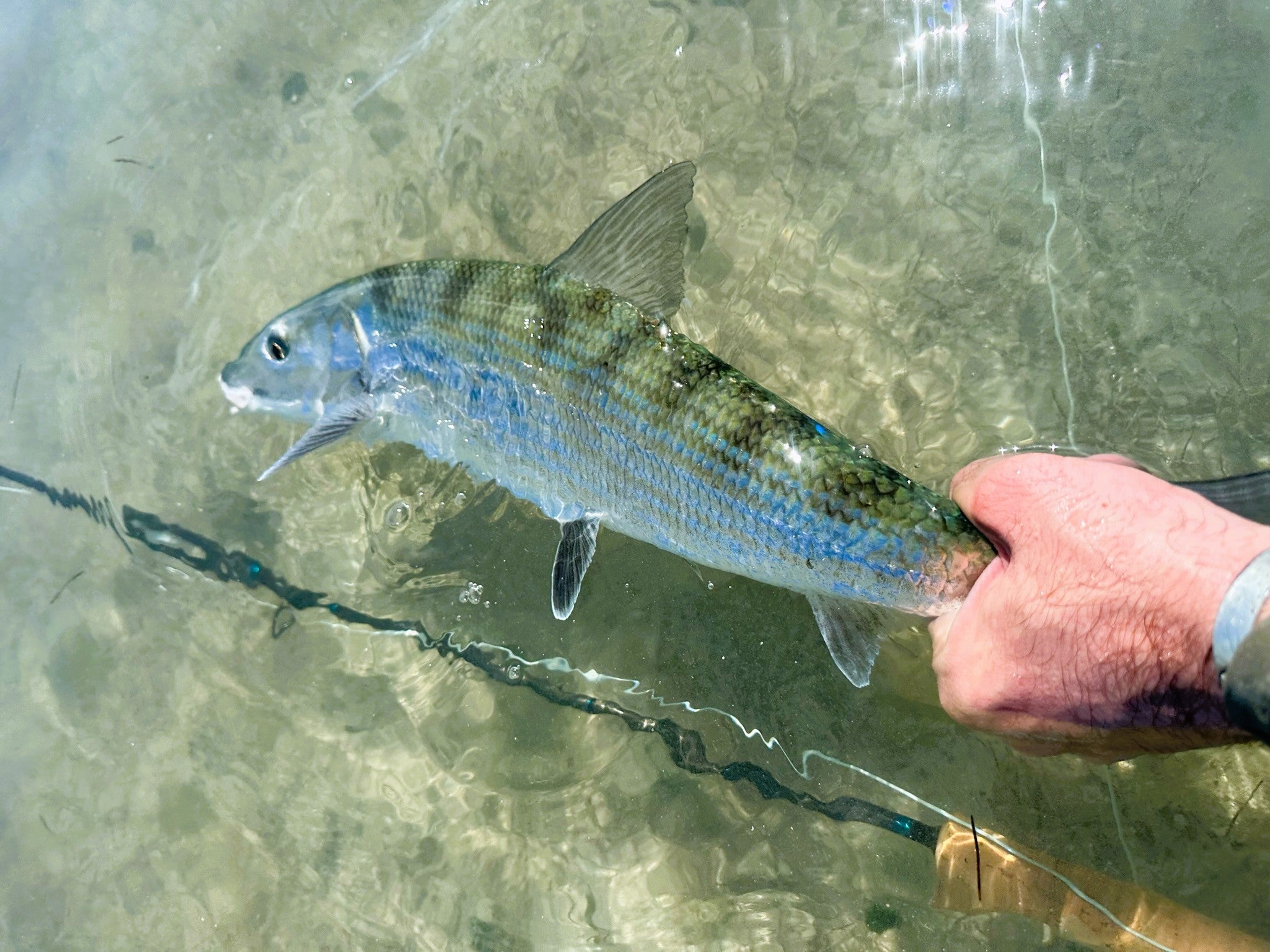 Saltwater Tippet