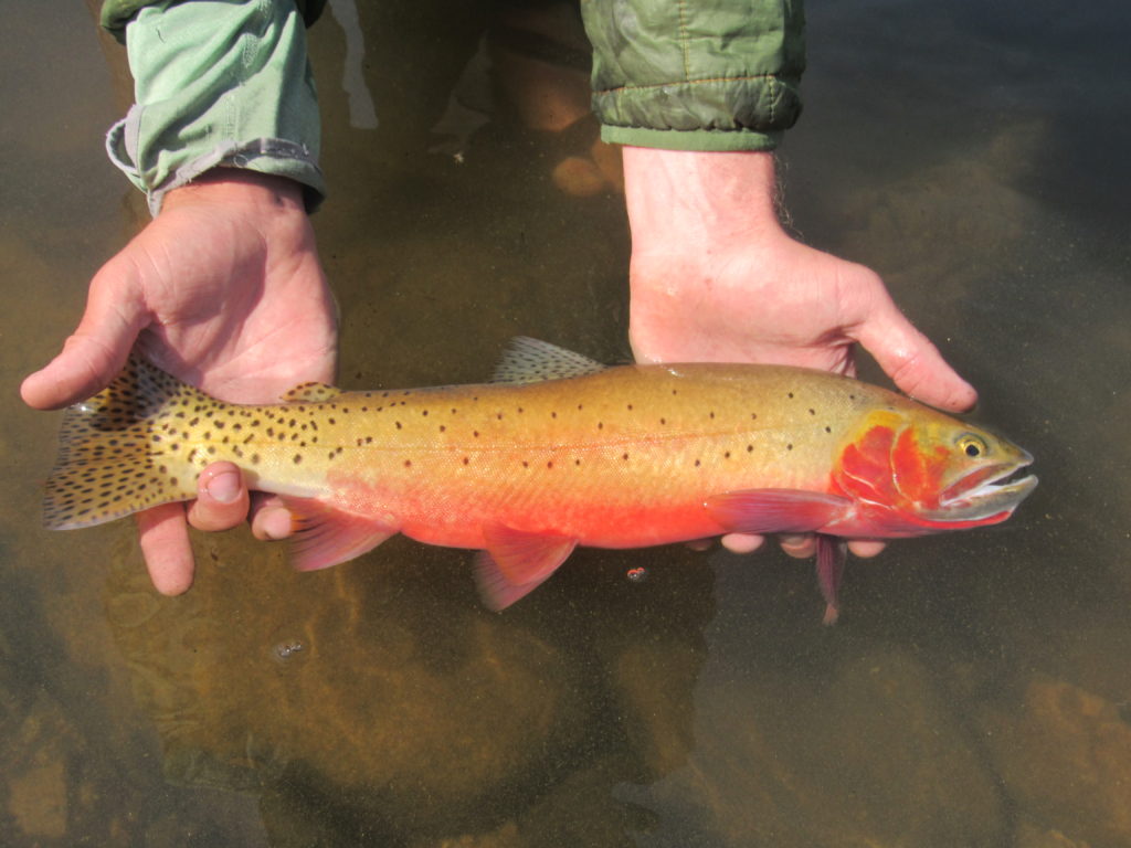 RMNP Nymphs
