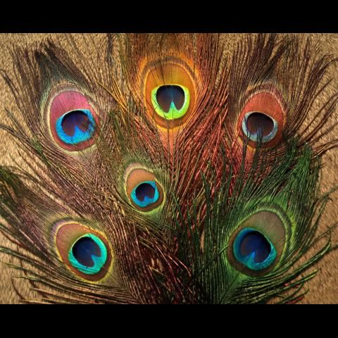 Peacock Eye Sticks