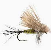 Hairwing Drake