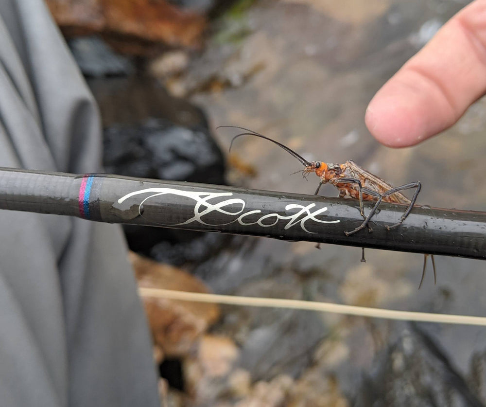 Salmonfly Assortment