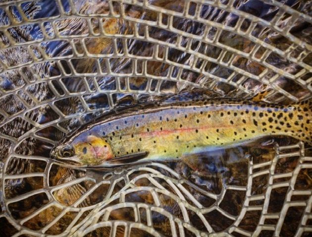 Top Fly Patterns for Rocky Mountain National Park