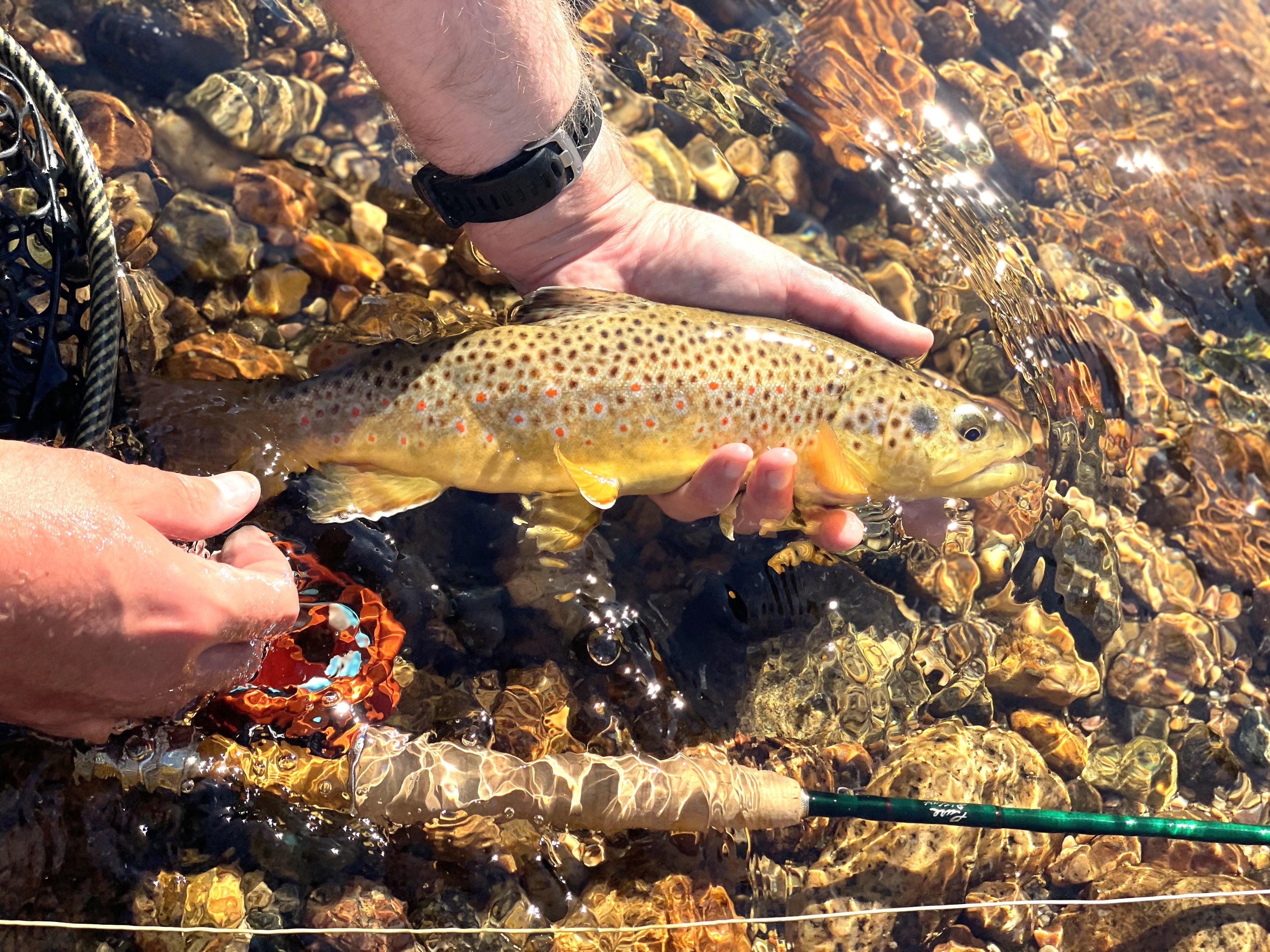 Laramie River Nymphs