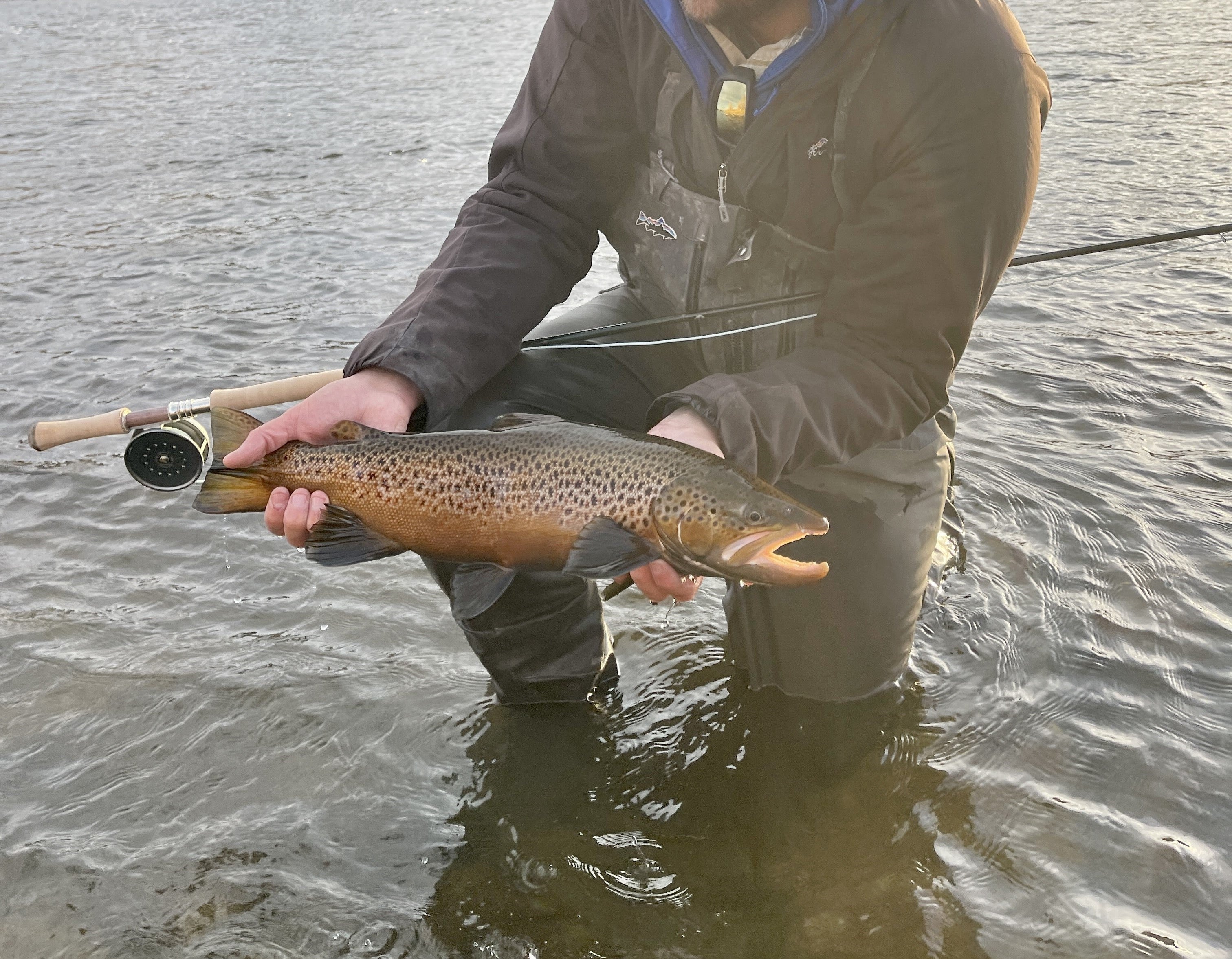 Trout Spey Fly Collection