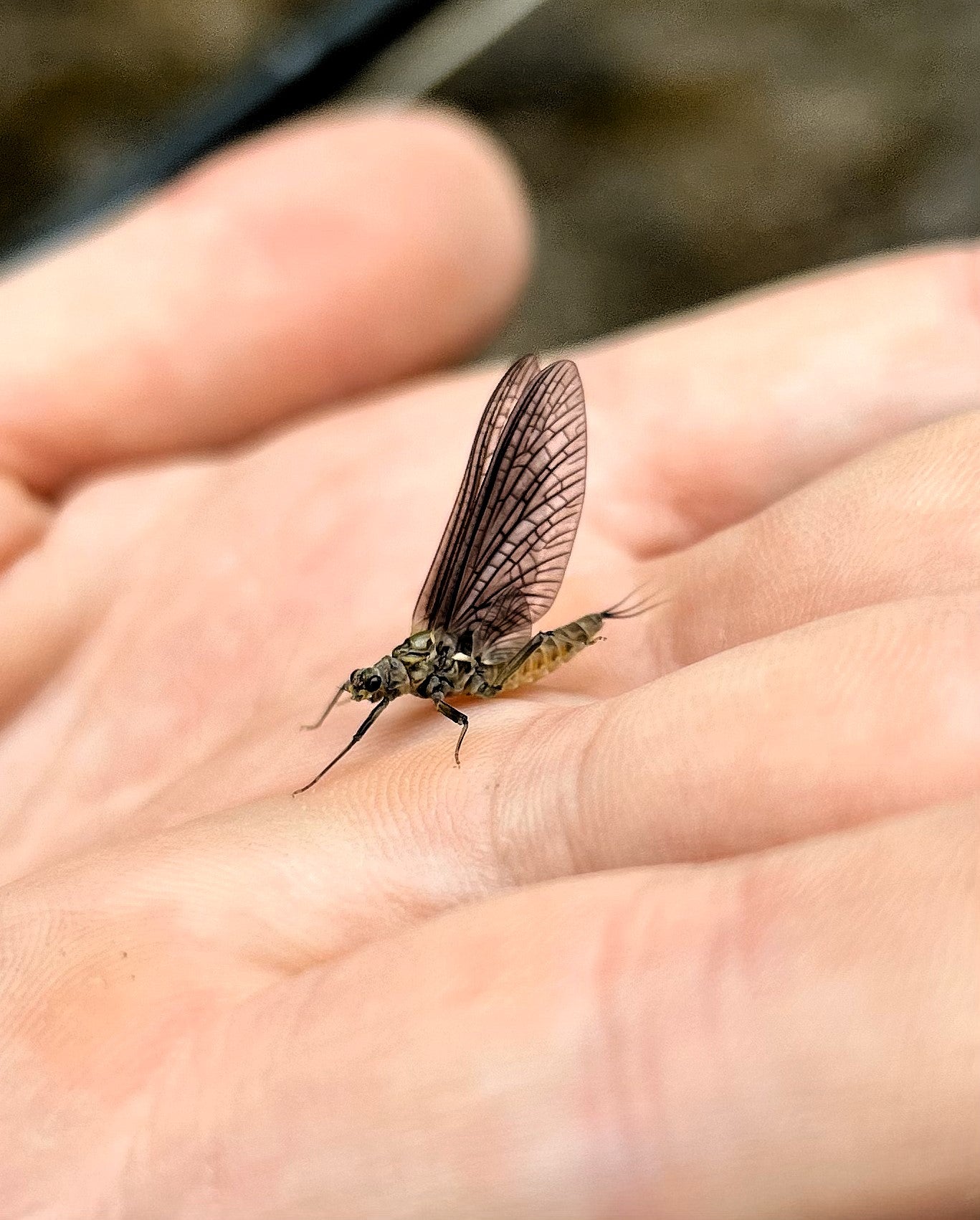 July Dry Fly Collection