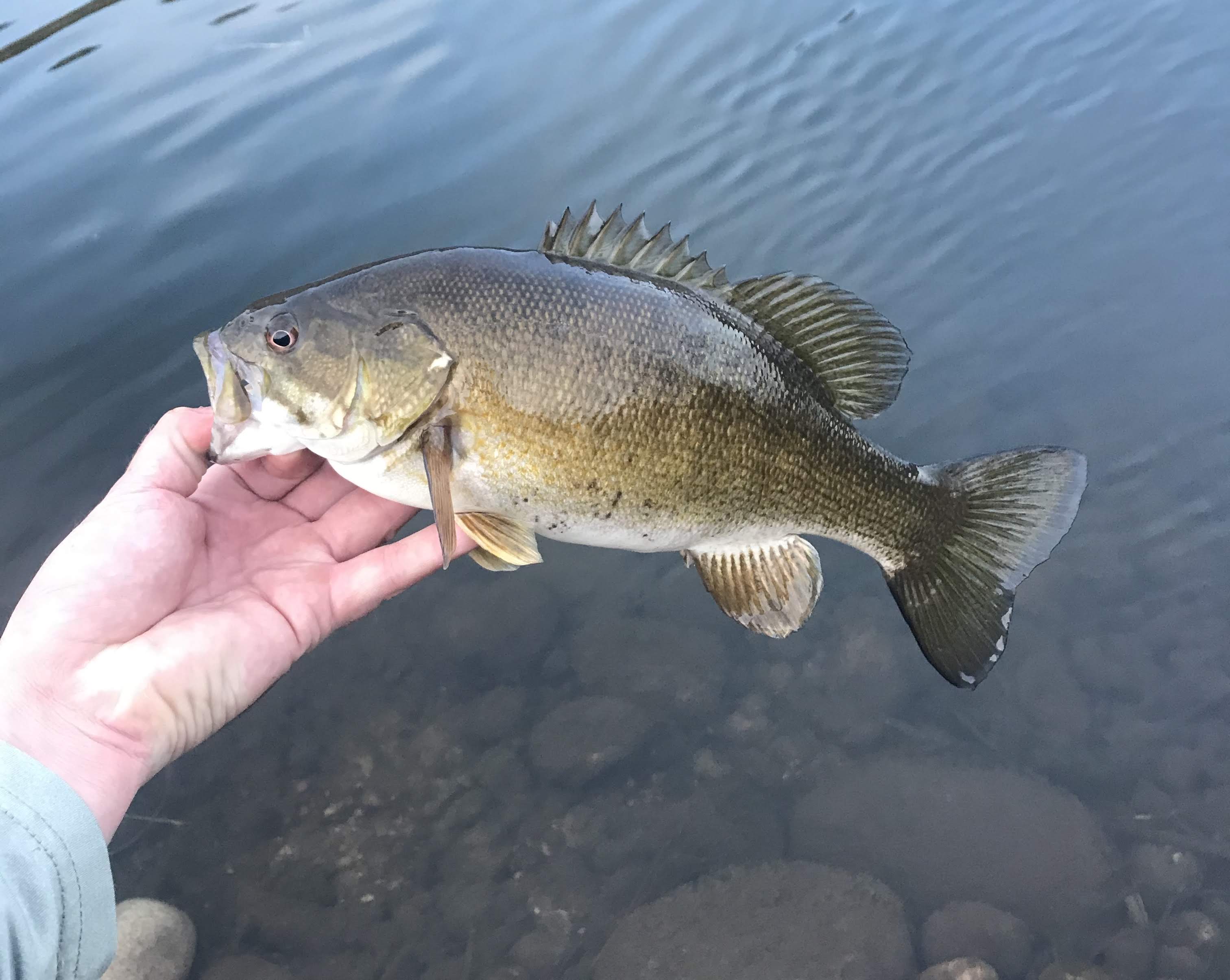 Summer Bass Collection