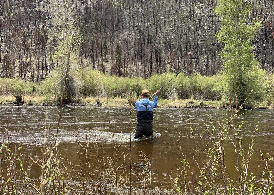 Trout Spey Collection