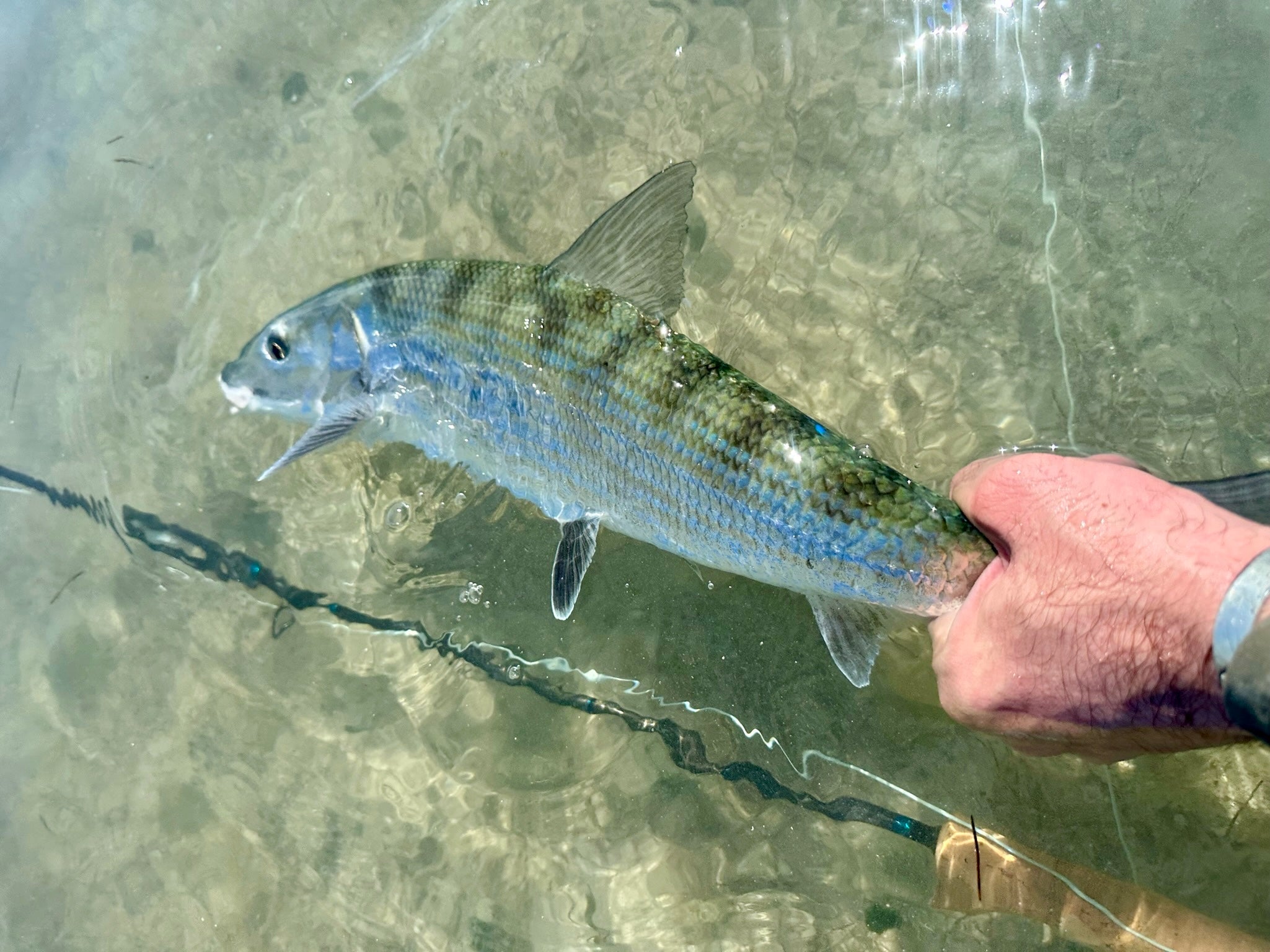 Saltwater Tippet Collection