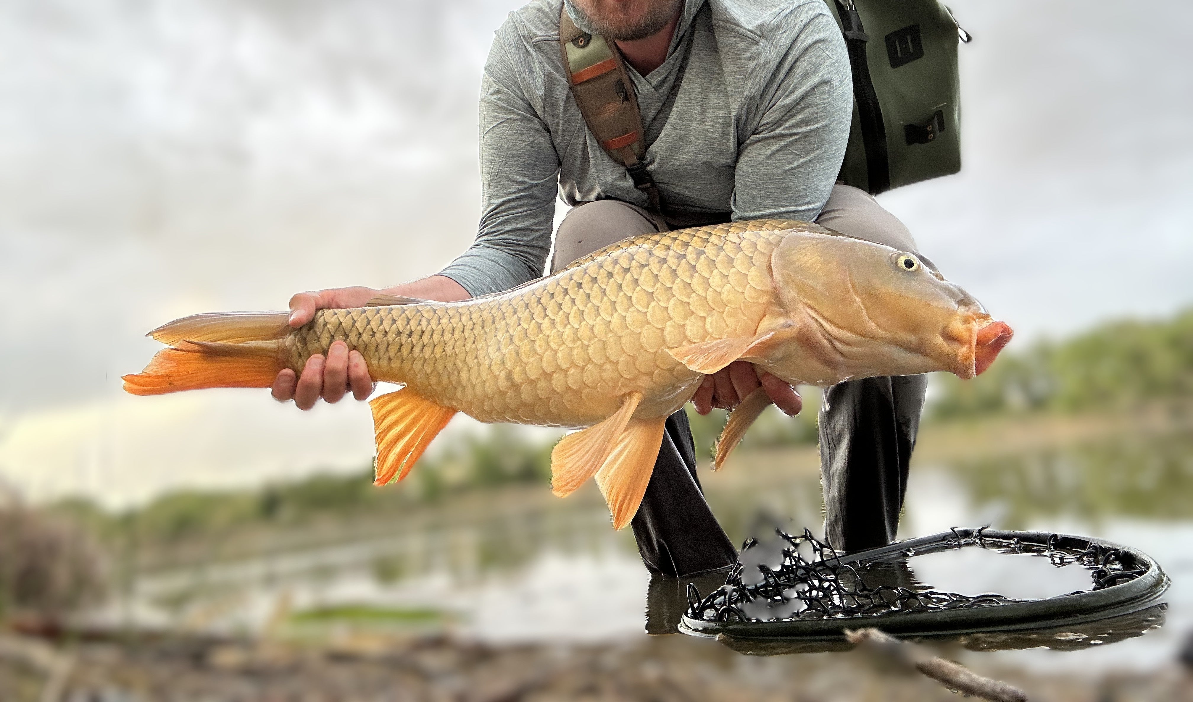 Carp Collection