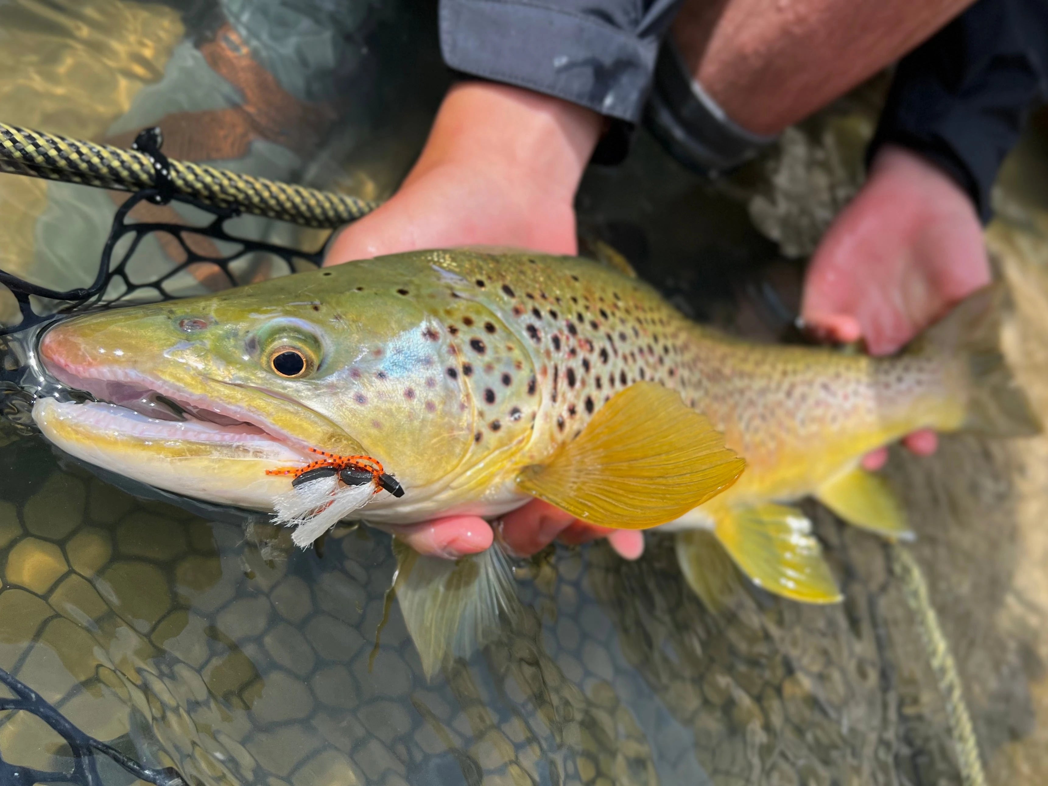 Big Thompson Dry Flies