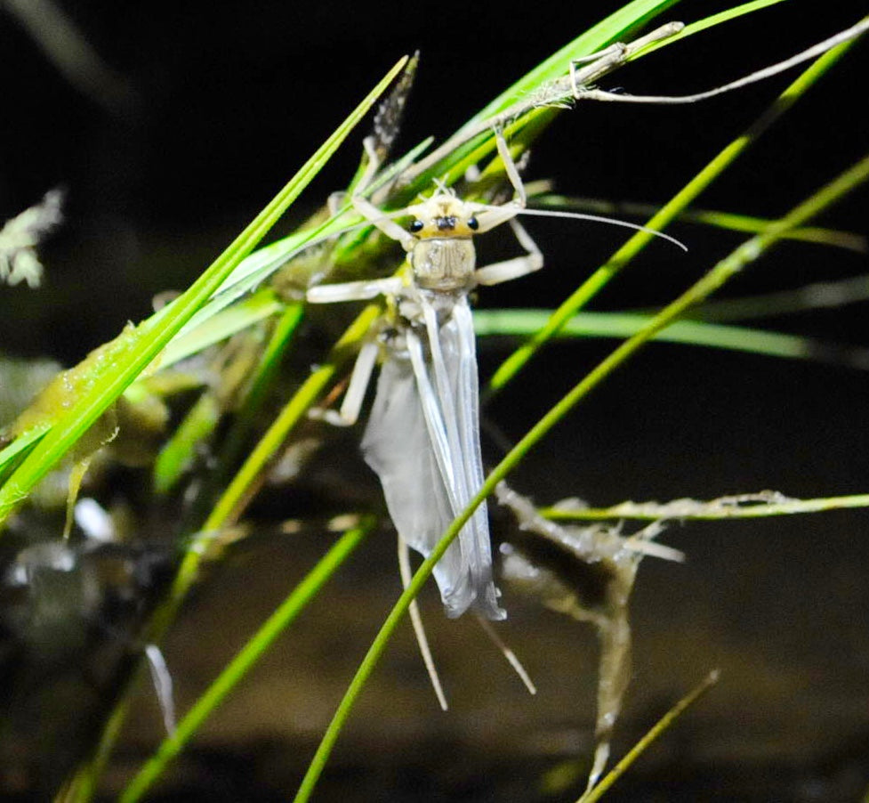 Golden Stonefly Collection
