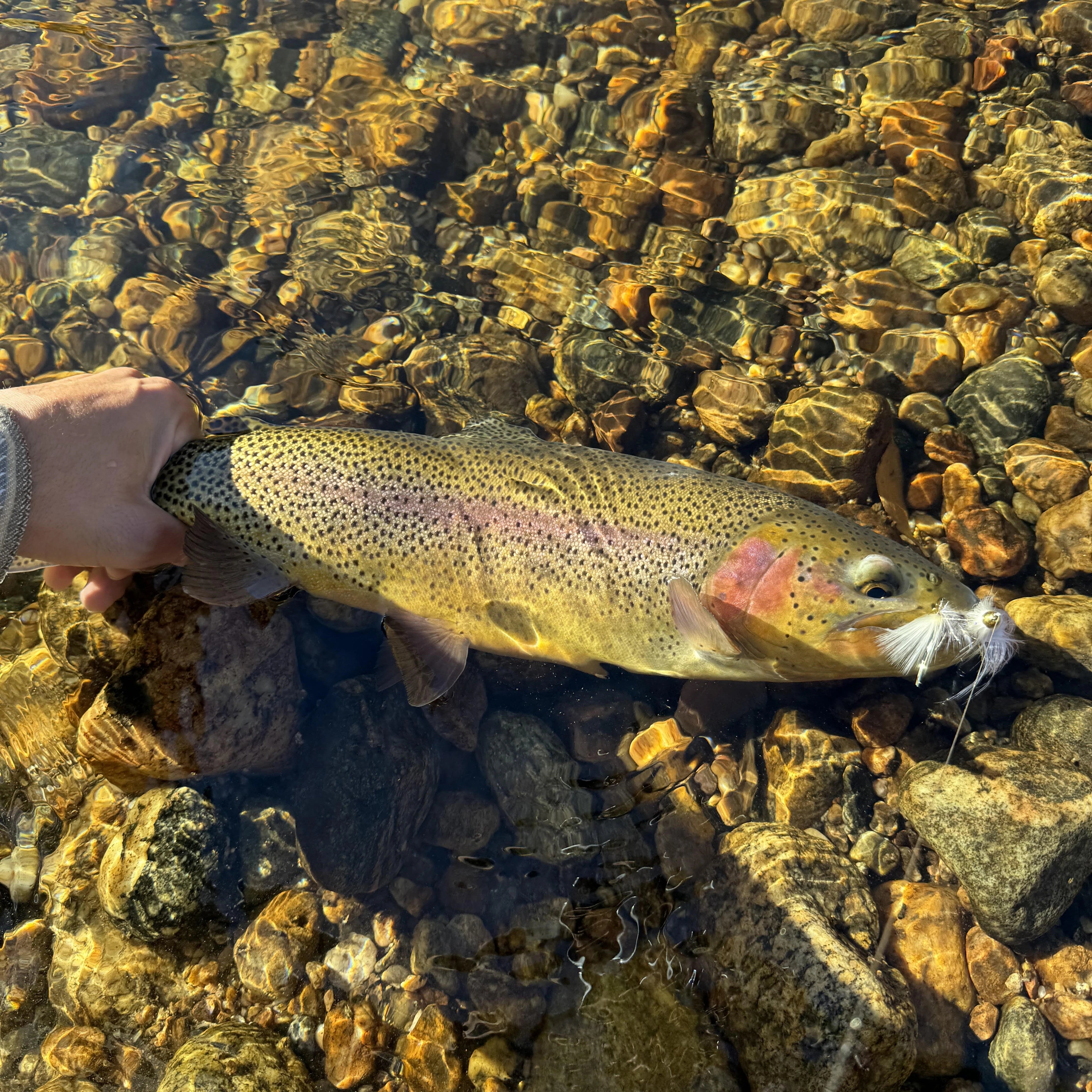Poudre River Report Streamers