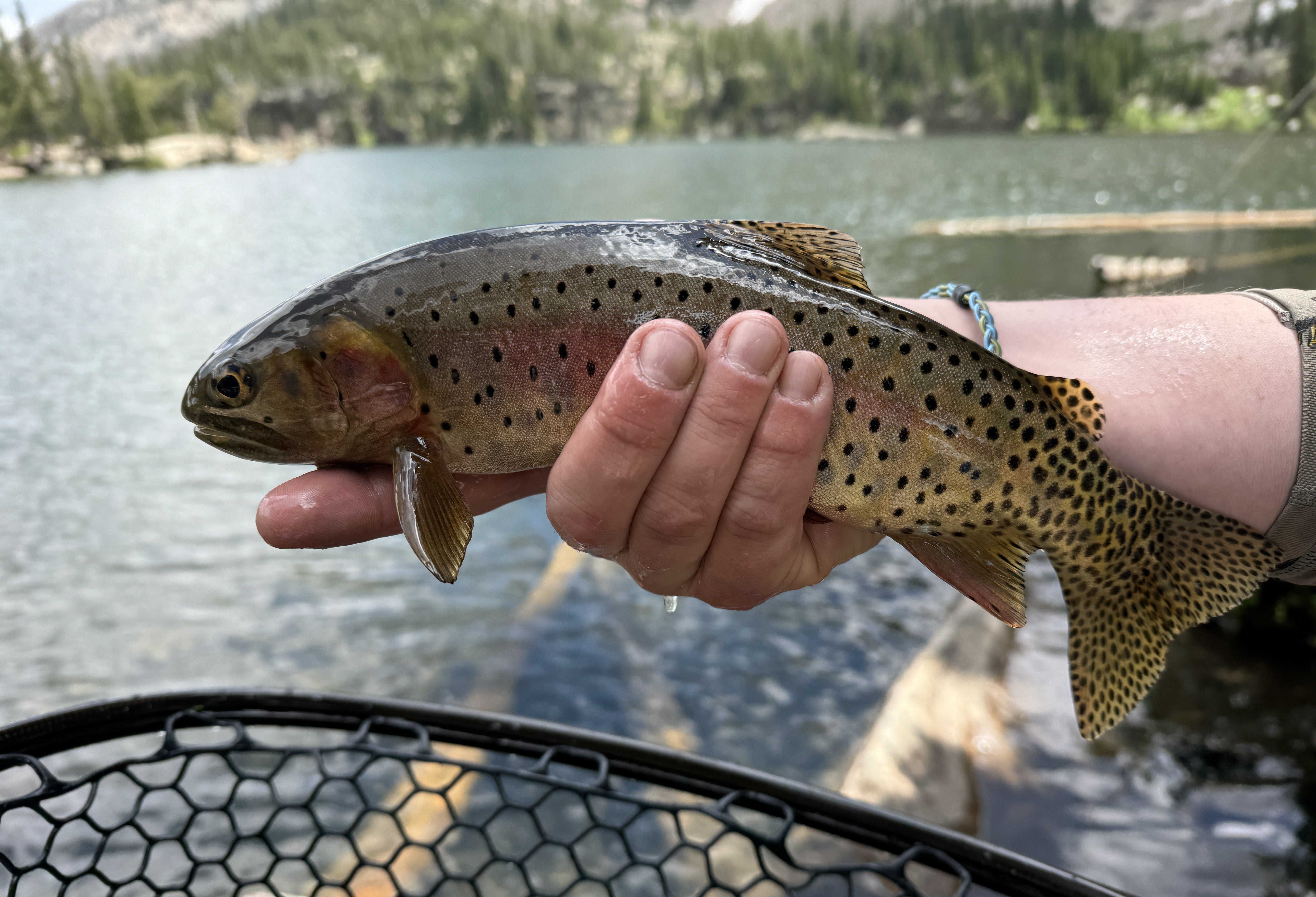 RMNP Dry Flies