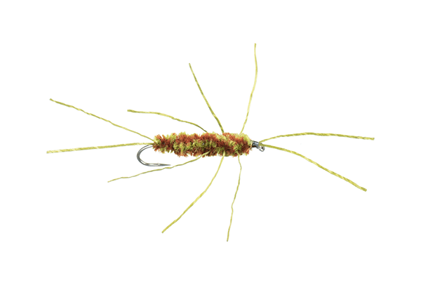 Girdle Bug Nymph