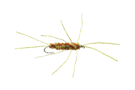 Girdle Bug Nymph