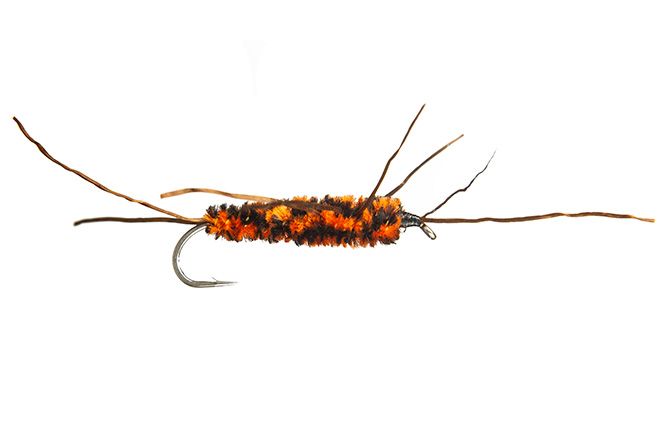 Girdle Bug Nymph
