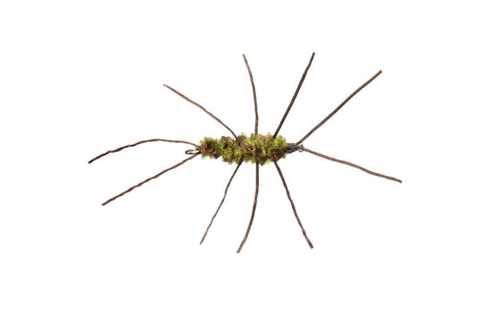 Girdle Bug Nymph