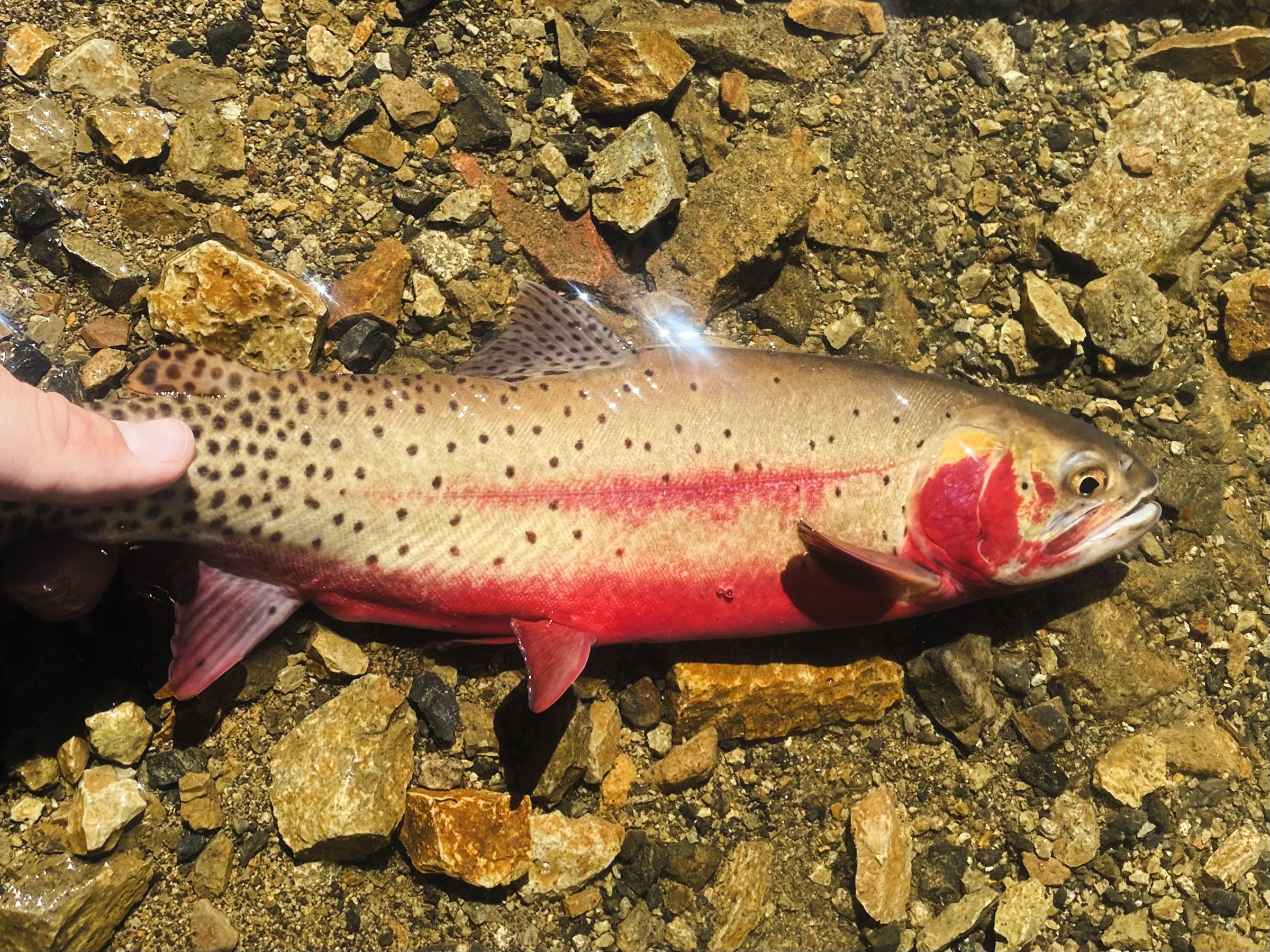 cutthroat trout in shallow water