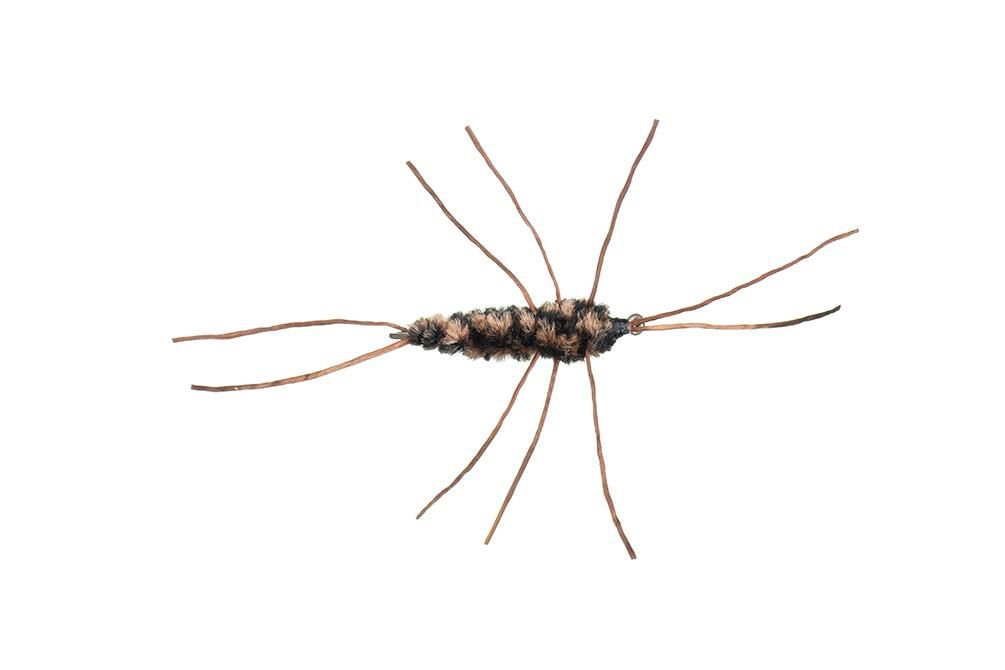 Girdle Bug Nymph