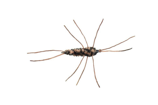 Girdle Bug Nymph