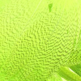 Mallard Barred Flank