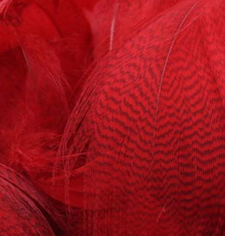 Mallard Barred Flank