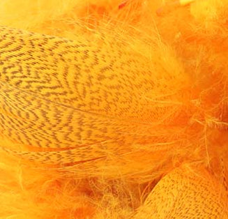 Mallard Barred Flank