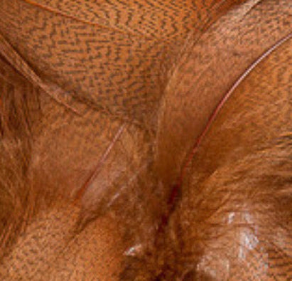 Mallard Barred Flank