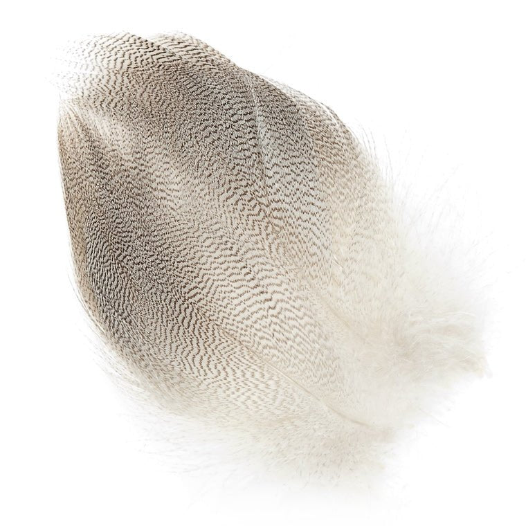 Large Mallard Barred Flank