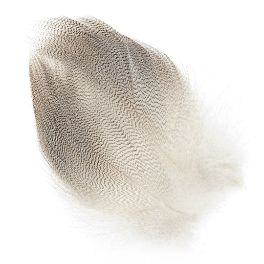 Large Mallard Barred Flank