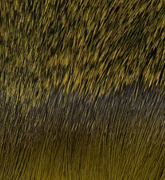 Deer Body Hair