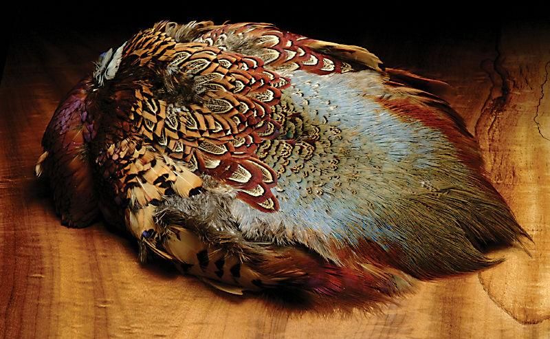 Ringneck Pheasant Skin