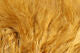 Hareline Extra Select Strung Marabou