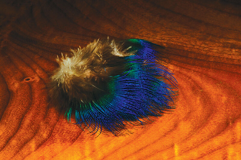 Blue Peacock Neck Feather