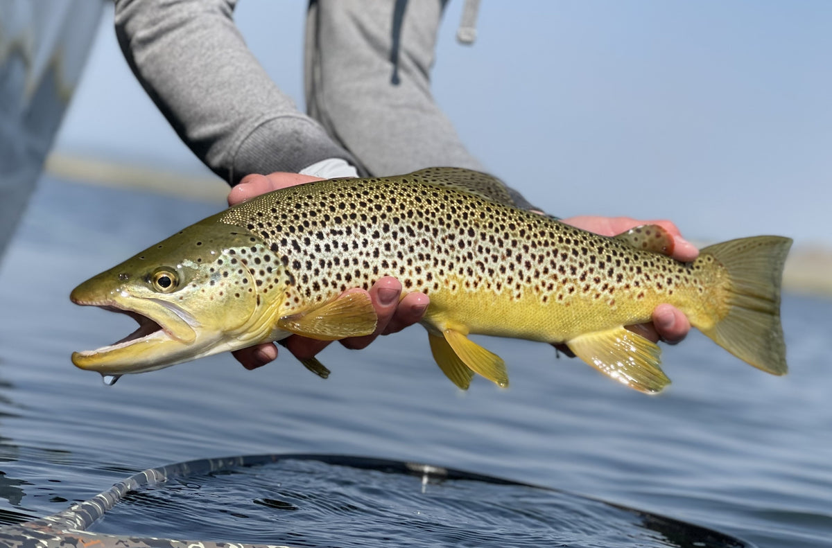 Elpine Fish Stillwater Fishing Report – St. Peter's Fly Shop