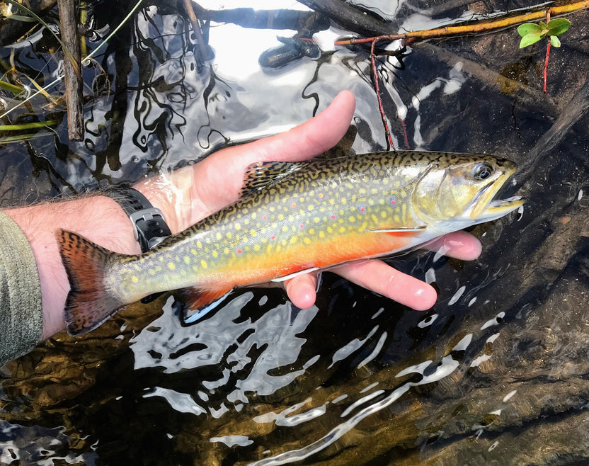 Rocky Mountain National Park Fishing Report – St. Peter's Fly Shop