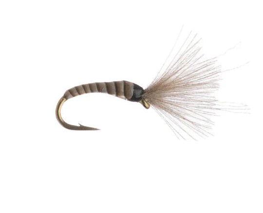 Mole Fly