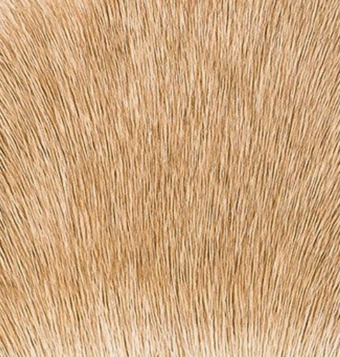 Deer Body Hair