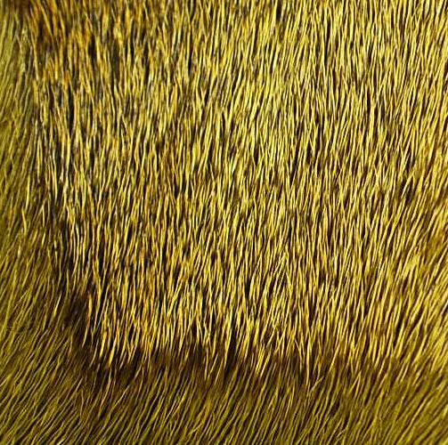 Deer Body Hair
