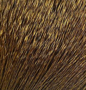 Deer Body Hair