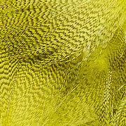 Mallard Barred Flank