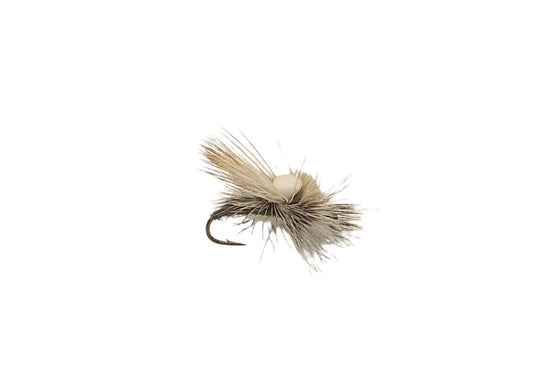 Headlight Caddis