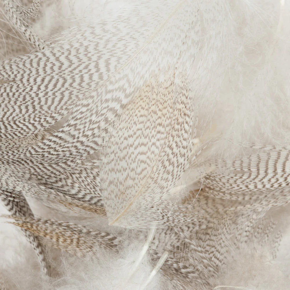 Mallard Barred Flank