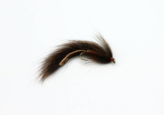 Pine Squirrel Leech