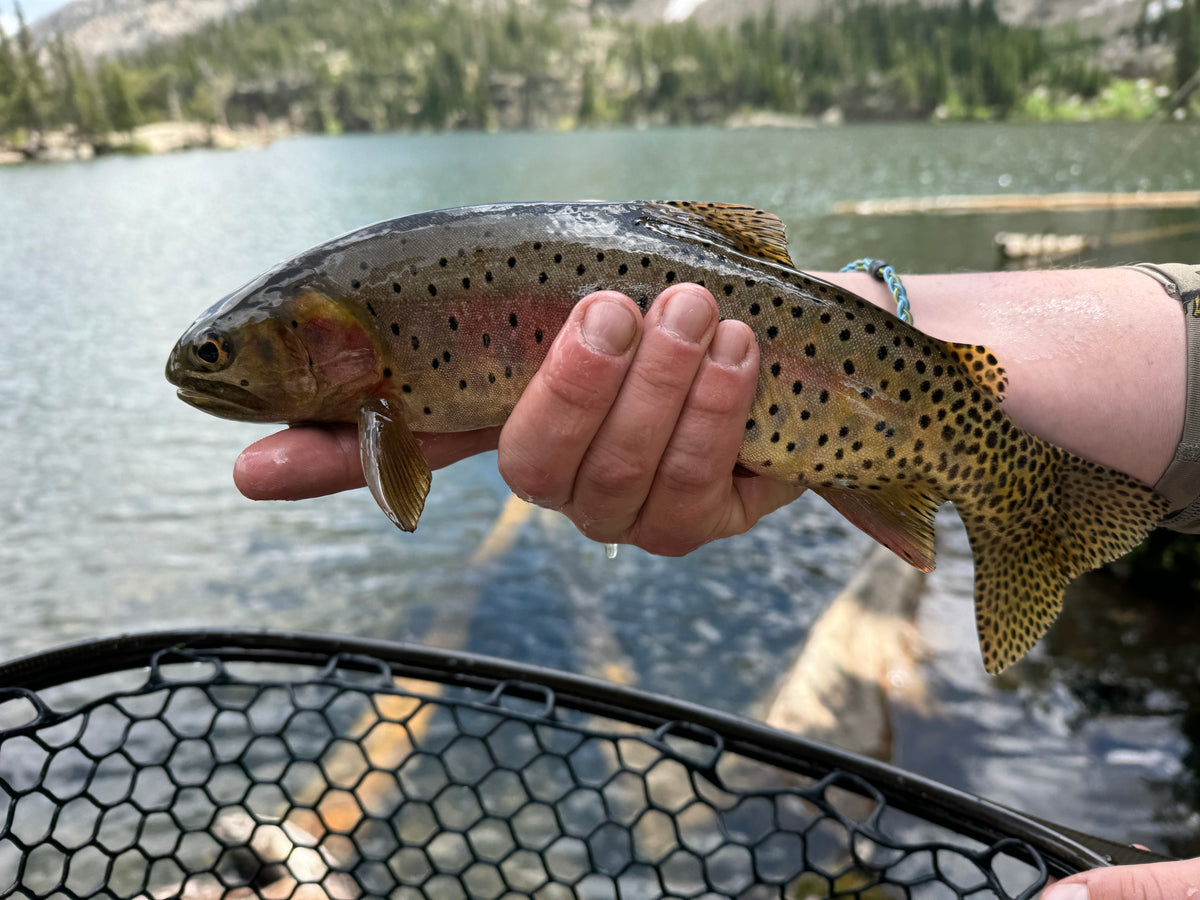 Top 5 Places to Fly Fish in Rocky Mountain National Park | St. Peter’s